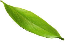 h1 leaf
